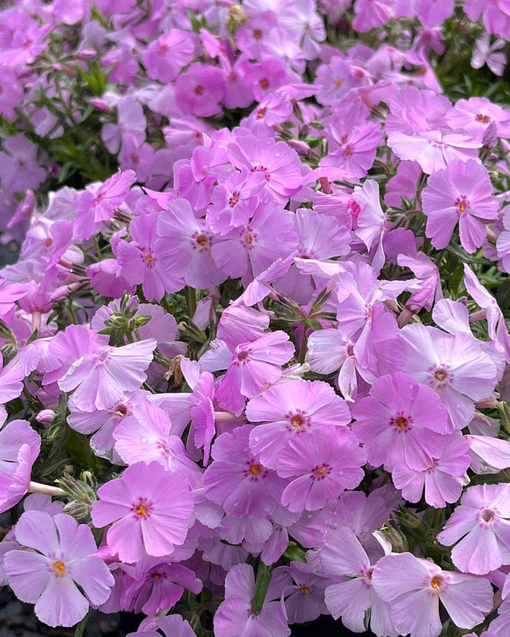Phlox subulata Phlox Trot™ Pink (Moss Phlox)