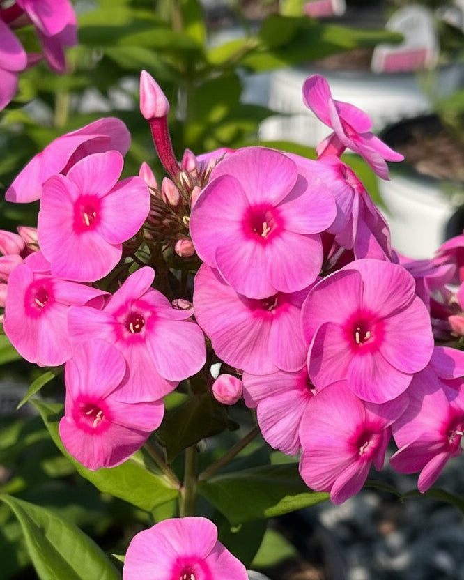 Phlox paniculata Luminary® 'Prismatic Pink' (Summer Phlox)