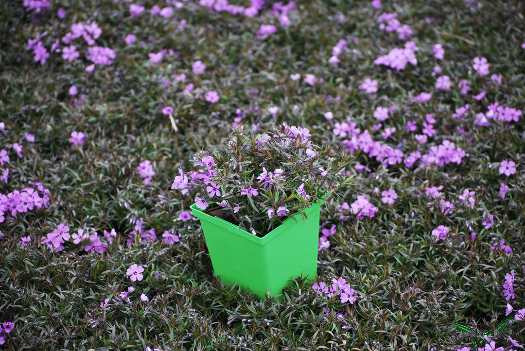 Phlox subulata 'Purple Beauty' (Moss Pinks)