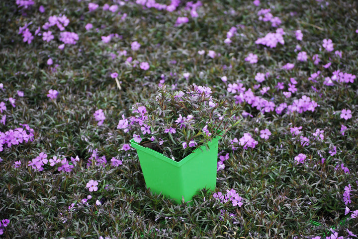 Phlox subulata 'Purple Beauty' (Moss Pinks)