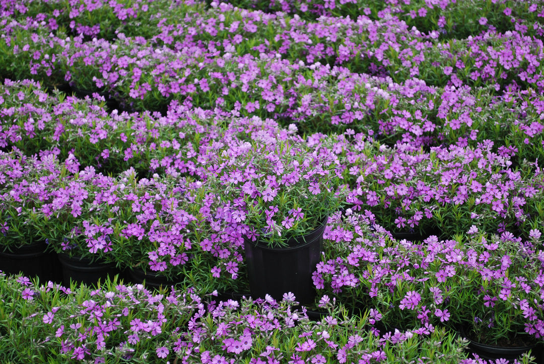 Phlox subulata 'Purple Beauty' (Moss Pinks)