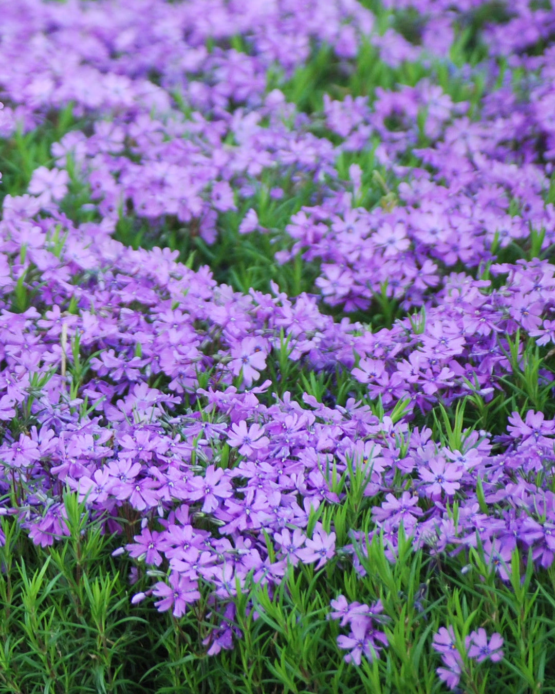 Phlox subulata 'Purple Beauty' (Moss Pinks)