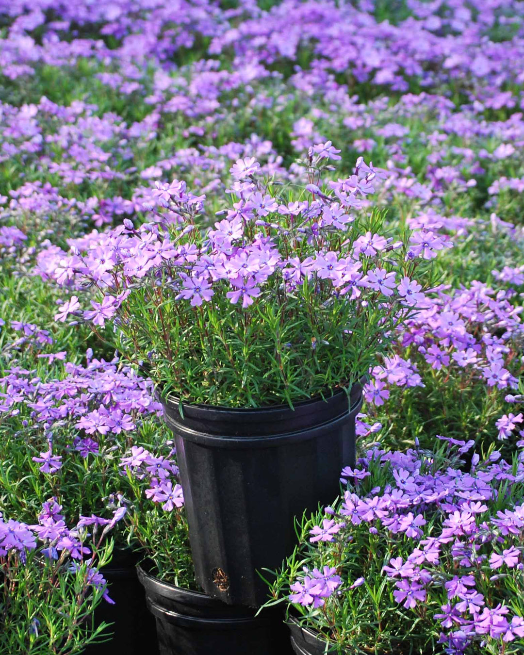 Phlox subulata 'Purple Beauty' (Moss Pinks)