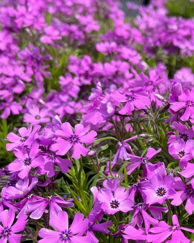 Phlox subulata 'Purple Beauty' (Moss Pinks)