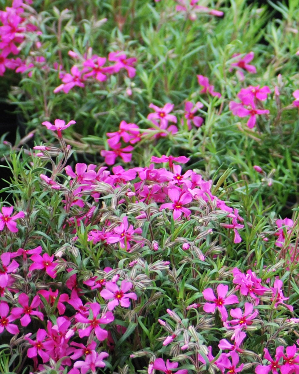 Phlox subulata 'Scarlet Flame' (Moss Pinks)