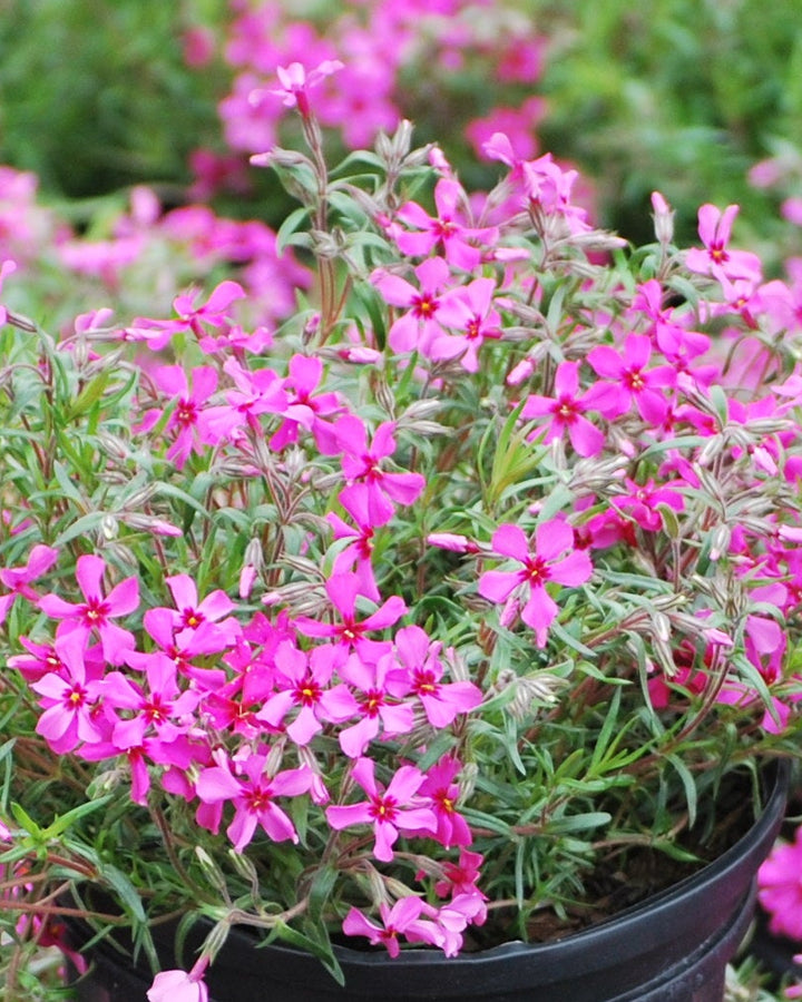 Phlox subulata 'Scarlet Flame' (Moss Pinks)
