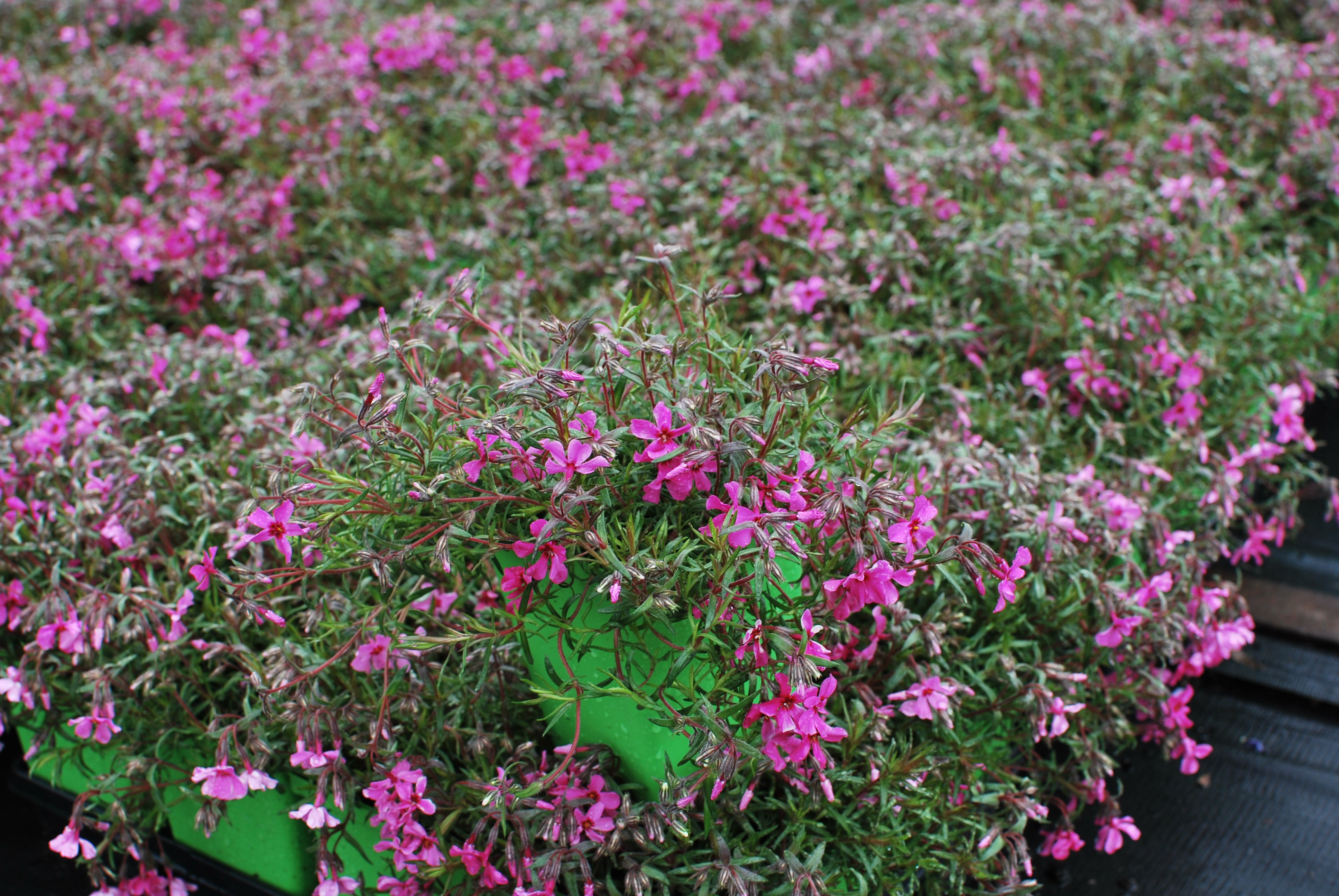 Phlox subulata 'Scarlet Flame' (Moss Pinks) – Perennial Farm