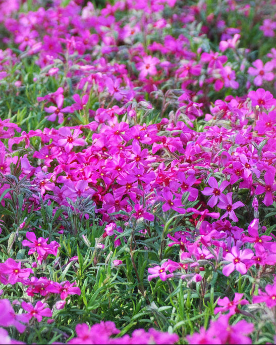 Phlox subulata 'Scarlet Flame' (Moss Pinks)