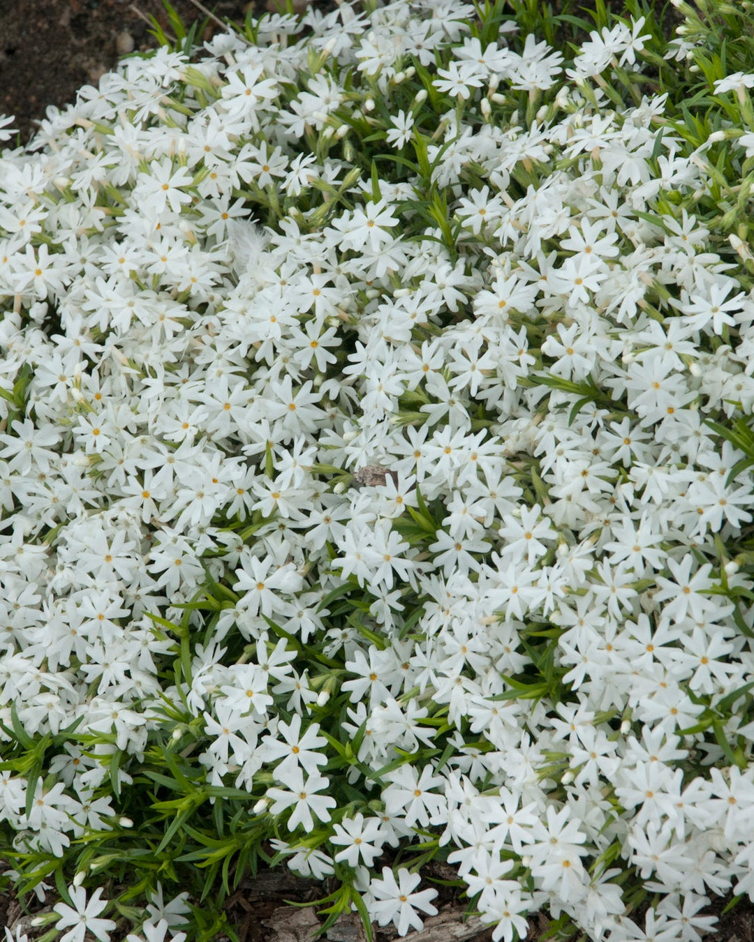 Phlox subulata 'Snowflake' (Moss Phlox)