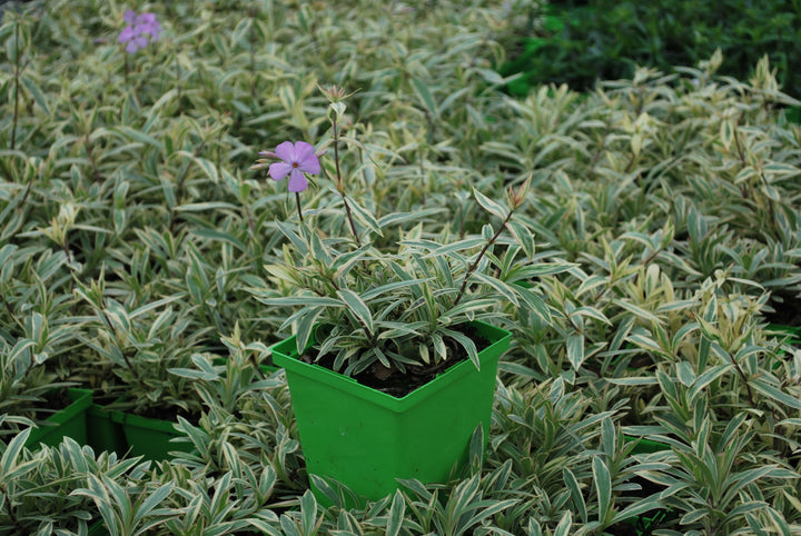 Phlox glaberrima 'Triple Play' (Smooth Phlox)