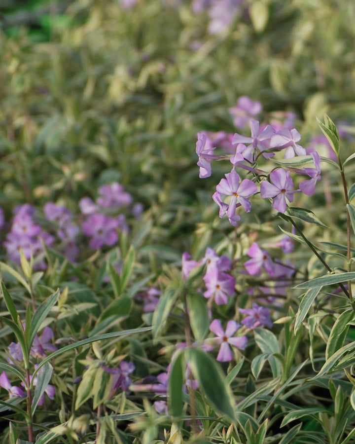 Phlox glaberrima 'Triple Play' (Smooth Phlox)