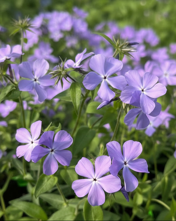 Phlox divaricata 'Blue Moon' (Woodland Phlox)