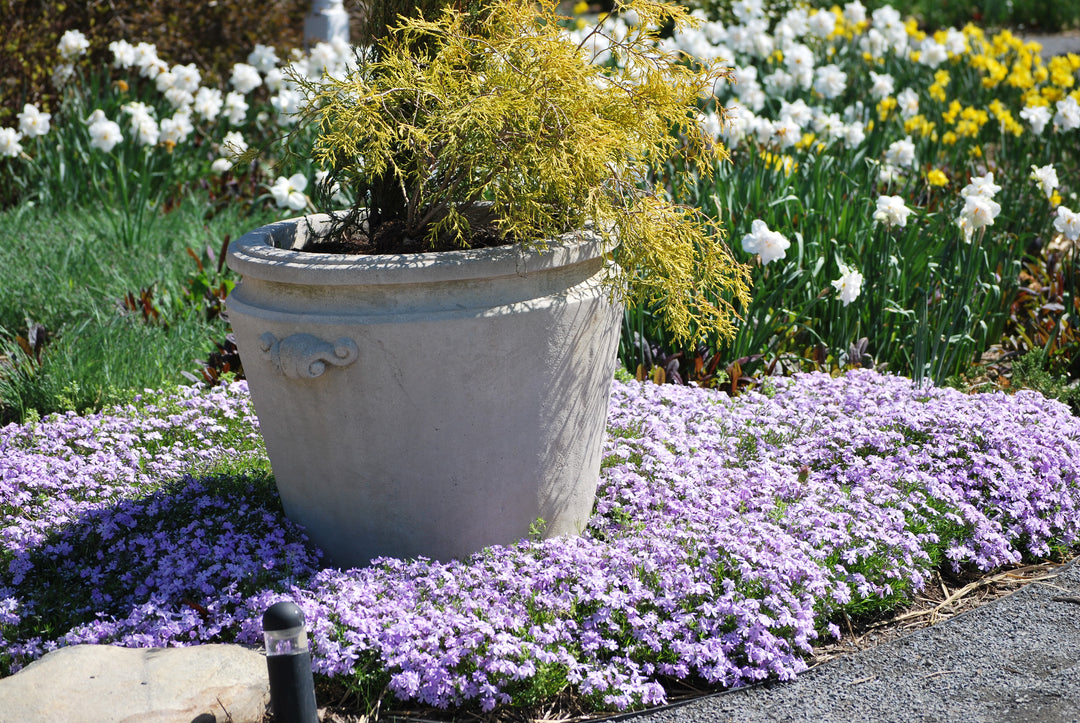 Phlox subulata 'Emerald Blue' (Moss Pinks)