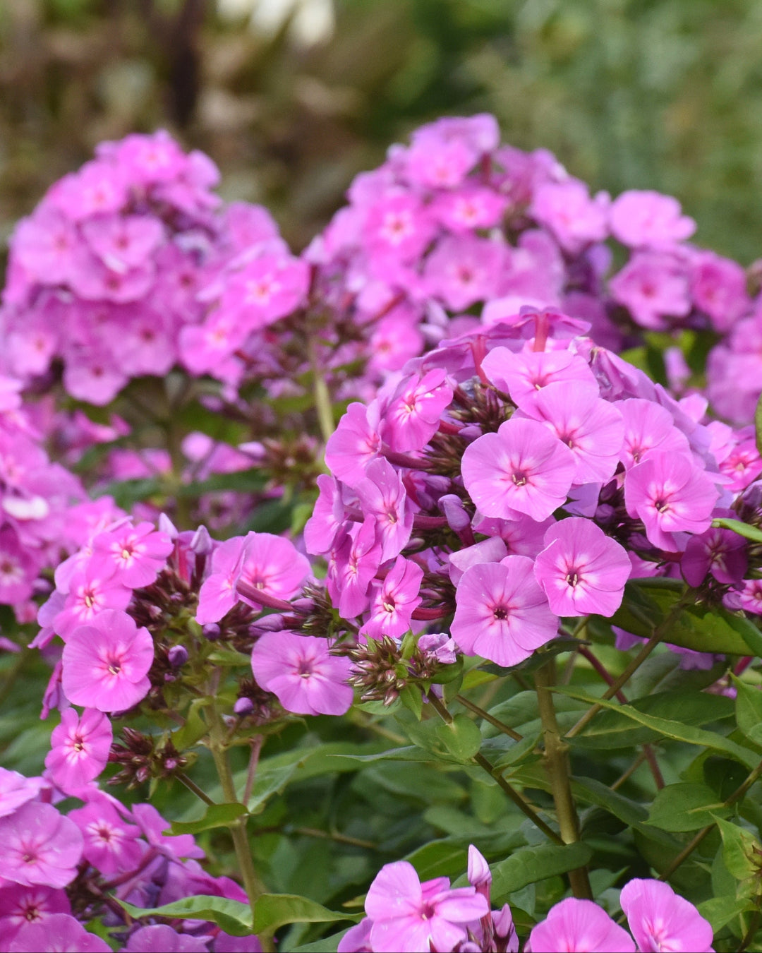 Phlox p. Luminary® ‘Evening Glow’ (Summer Phlox)