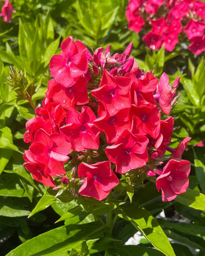 Phlox paniculata LUMINARY™ ‘Sunset Coral’ (Summer Phlox)