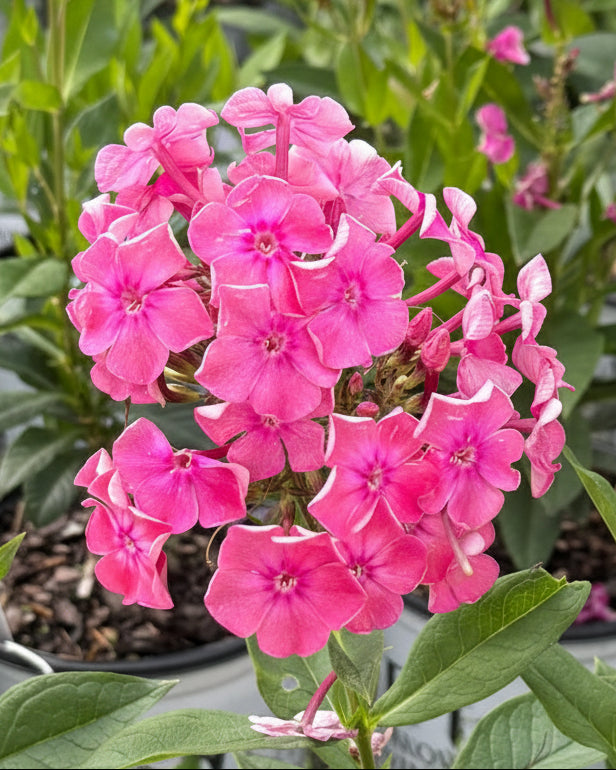 Phlox Paniculata Luminary® ‘Pink Lightning’ (Summer Phlox)