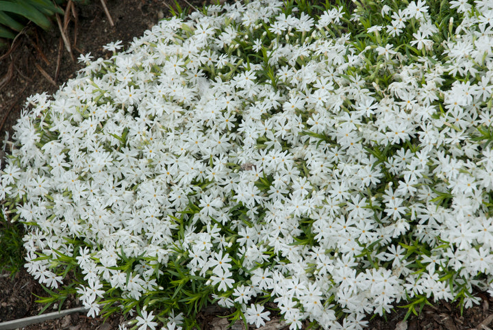 Phlox subulata 'Snowflake' (Moss Phlox)