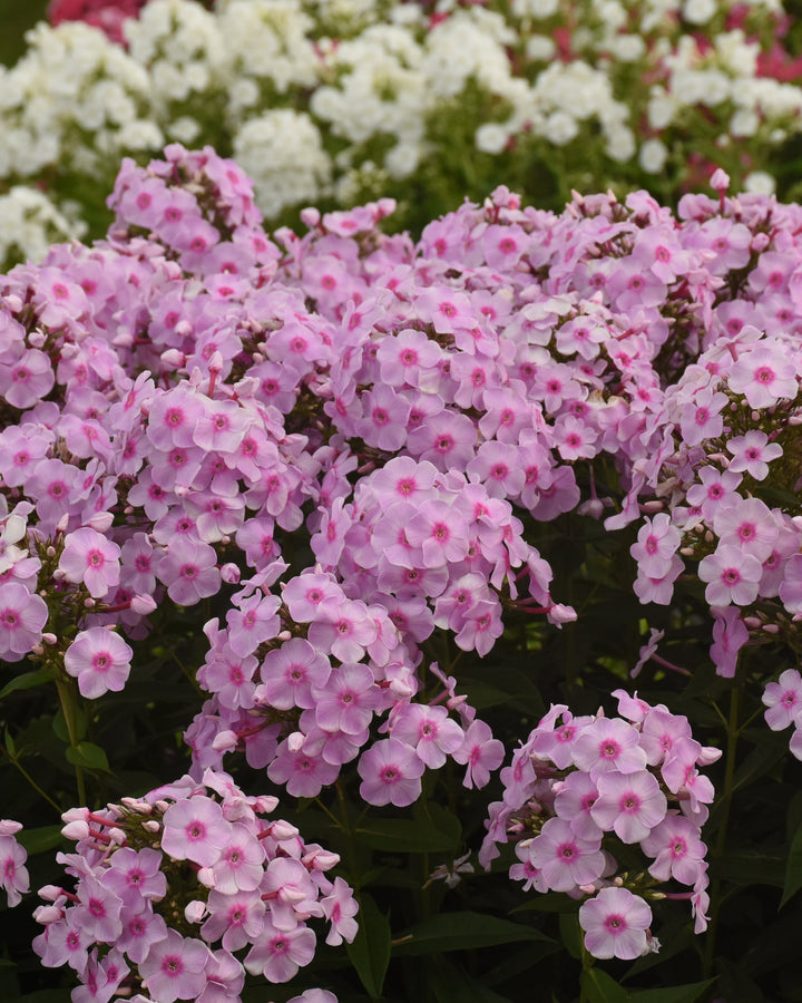 Phlox p. Luminary® ‘Opalescence’ (Summer Phlox)