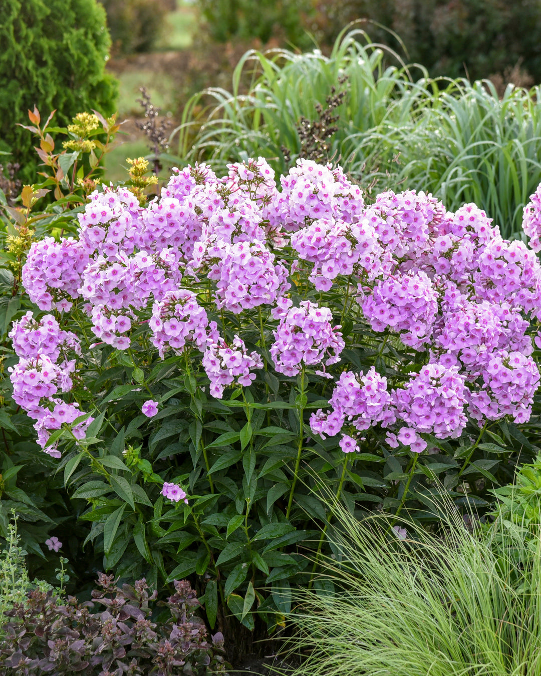 Phlox p. Luminary® ‘Opalescence’ (Summer Phlox)