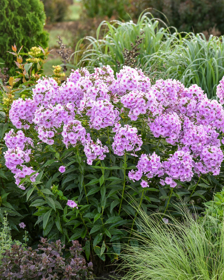 Phlox p. Luminary® ‘Opalescence’ (Summer Phlox)