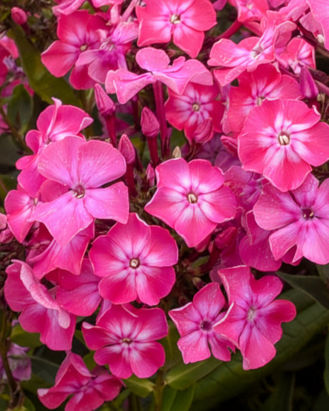 Phlox Paniculata Luminary® ‘Pink Lightning’ (Summer Phlox)