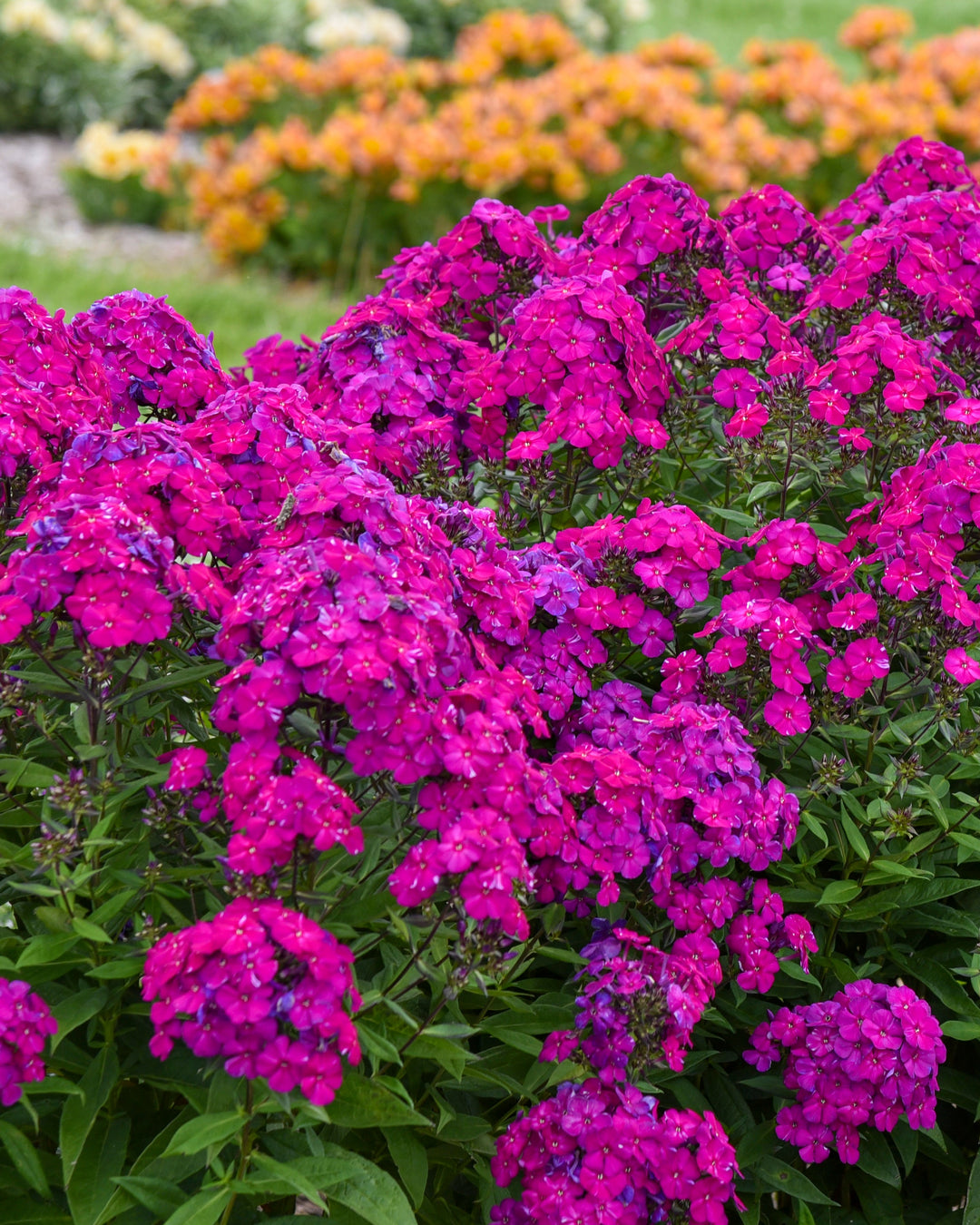Phlox p. Luminary® ‘Ultra Violet’ (Summer Phlox)