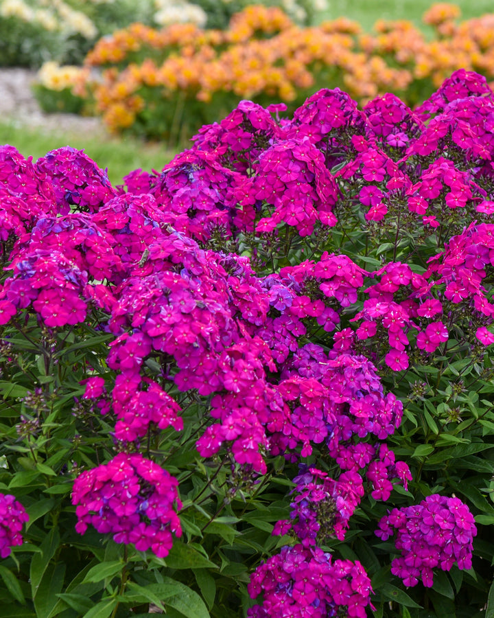 Phlox p. Luminary® ‘Ultra Violet’ (Summer Phlox)