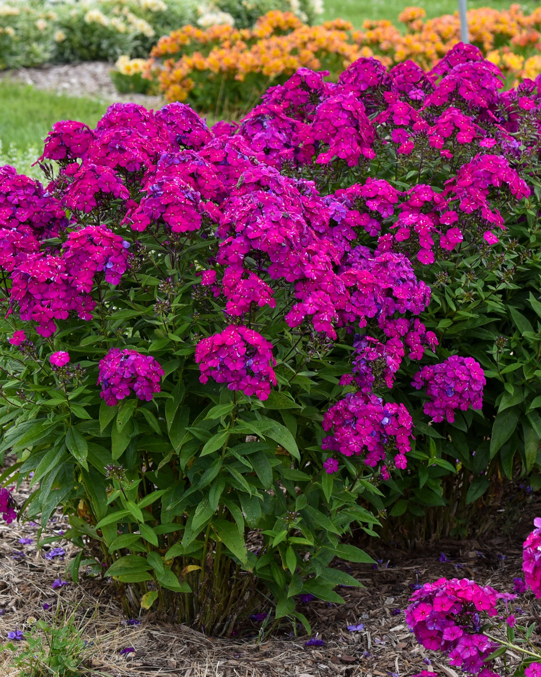 Phlox p. Luminary® ‘Ultra Violet’ (Summer Phlox)