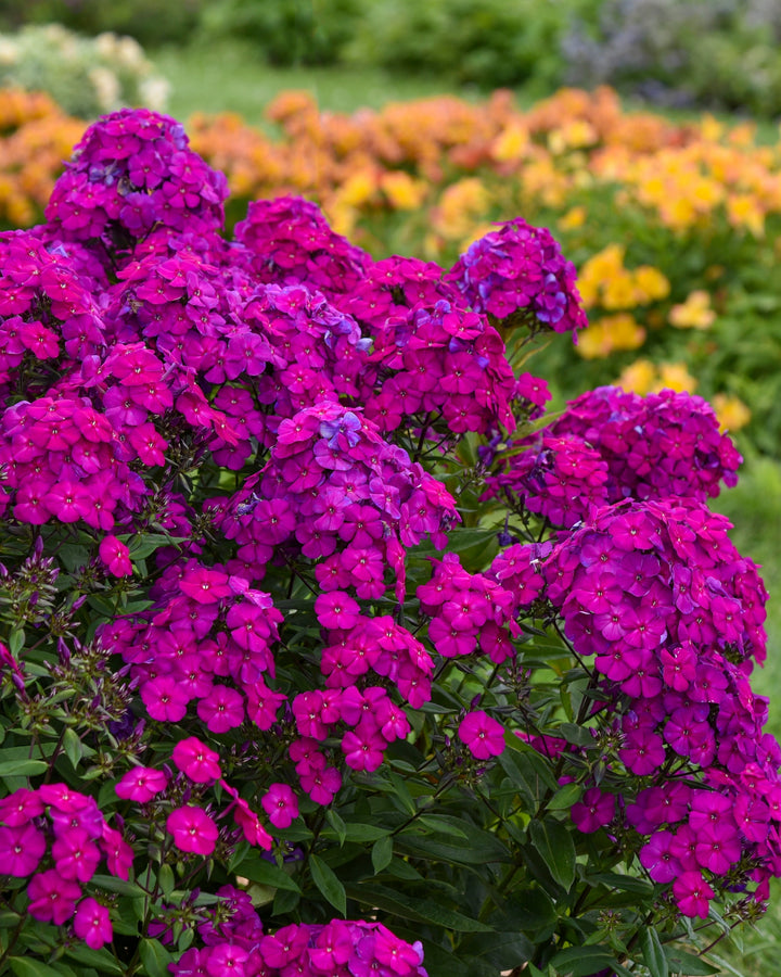 Phlox p. Luminary® ‘Ultra Violet’ (Summer Phlox)