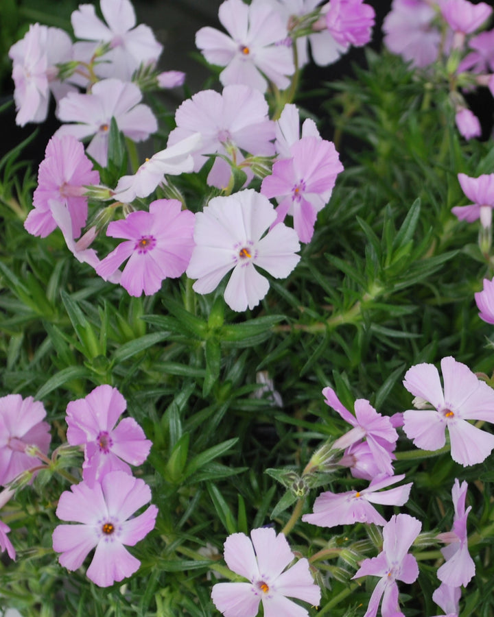 Phlox subulata Phlox Trot™ Pink (Moss Phlox)