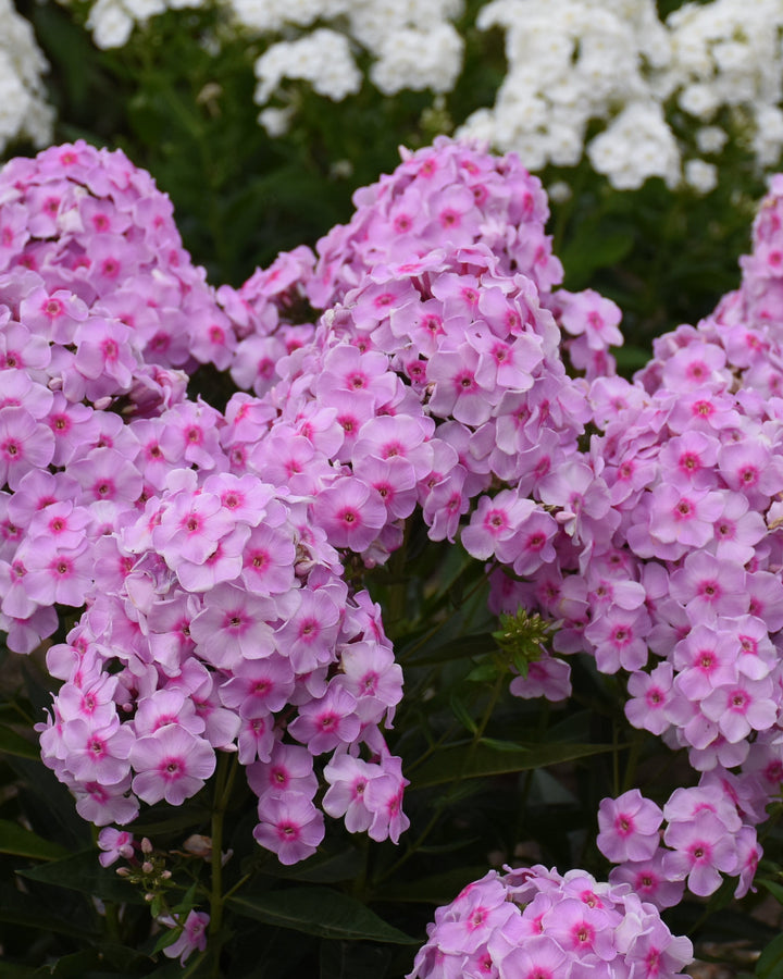 Phlox p. Luminary® ‘Opalescence’ (Summer Phlox)