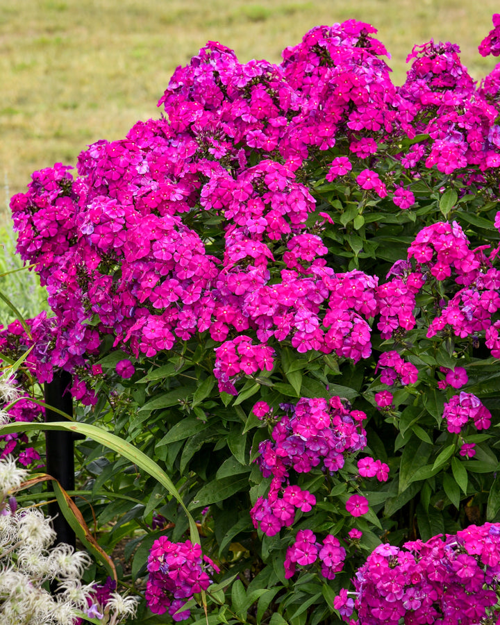 Phlox p. Luminary® ‘Ultra Violet’ (Summer Phlox)