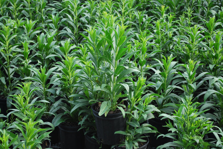 Physostegia virginiana 'Miss Manners' (Obedient Plant)