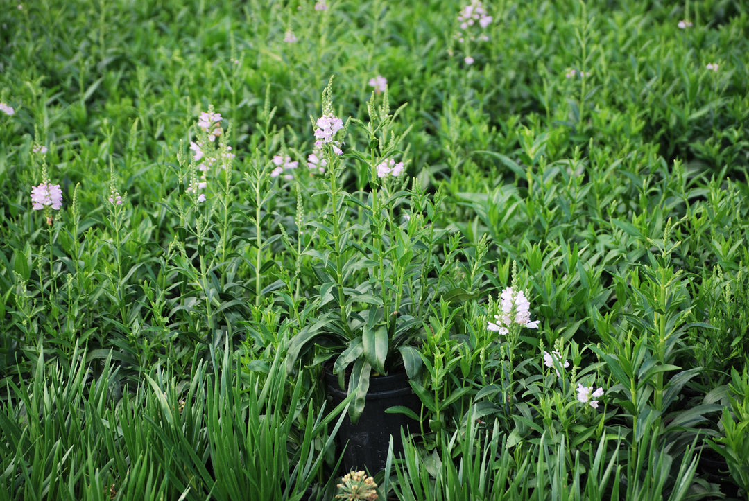 Physostegia virginiana 'Pink Manners' (Obedient Plant)