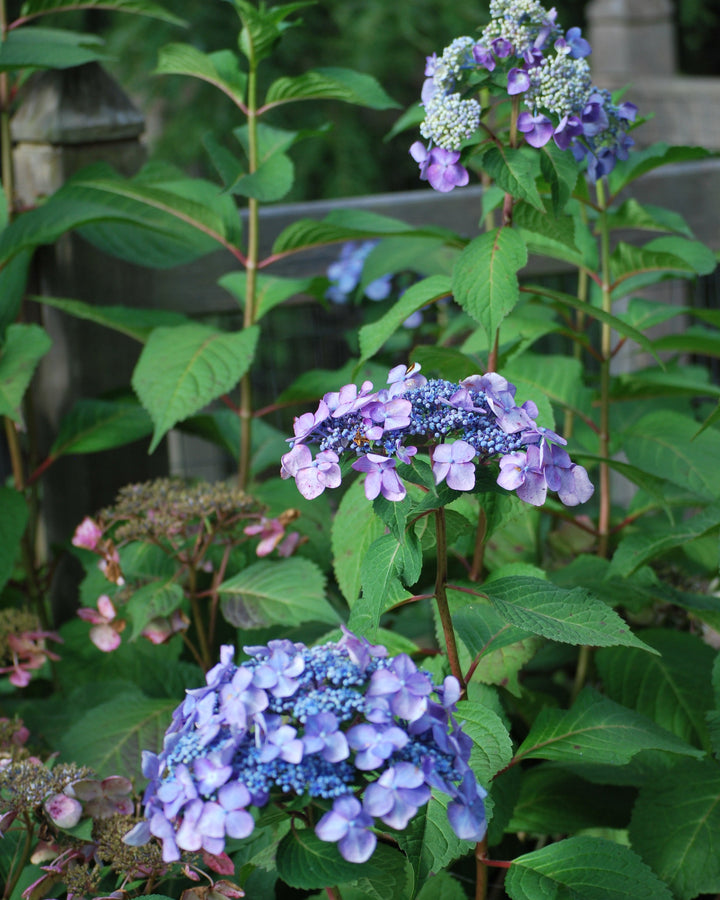 Hydrangea m. Twist-n-Shout® (Endless Summer® Lacecap Hydrangea)