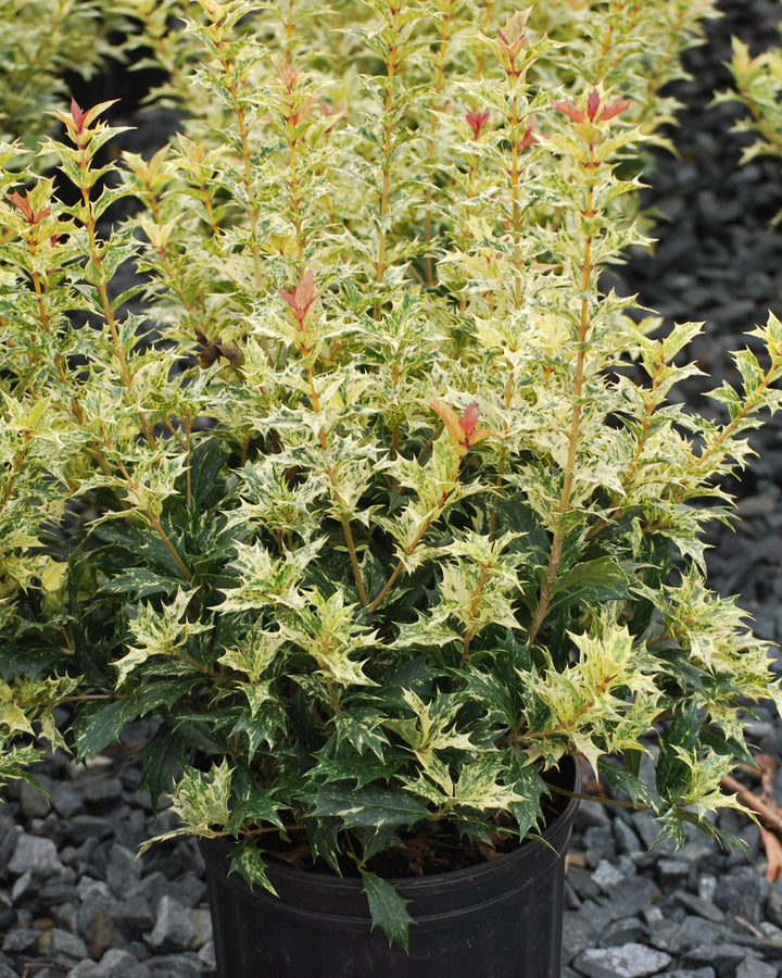 Osmanthus heterophyllus 'Goshiki' (False Holly)