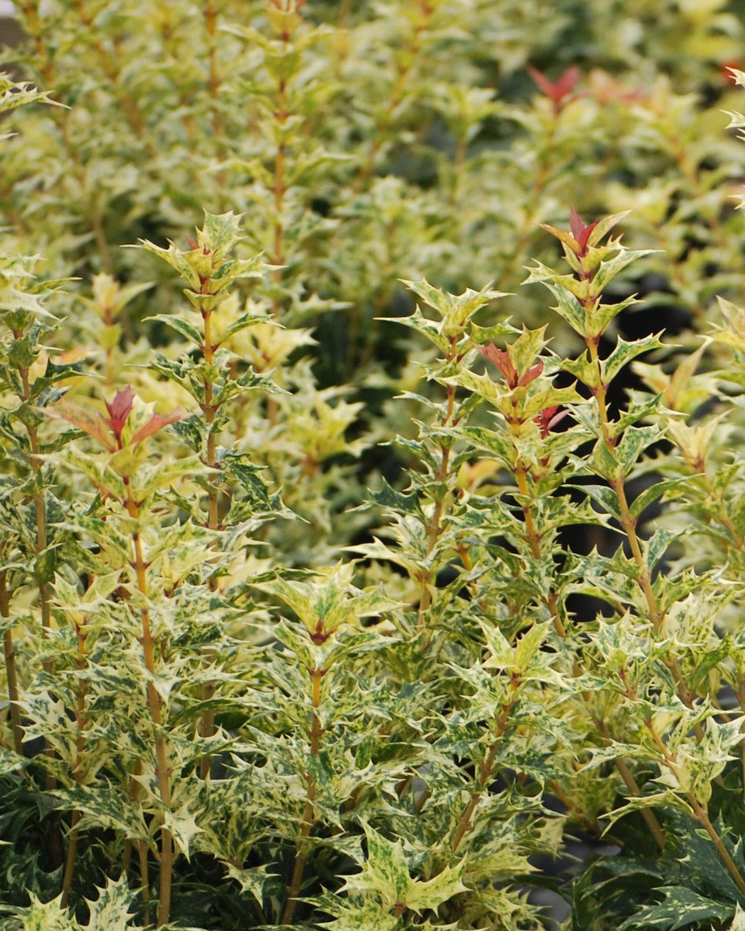 Osmanthus heterophyllus 'Goshiki' (False Holly)