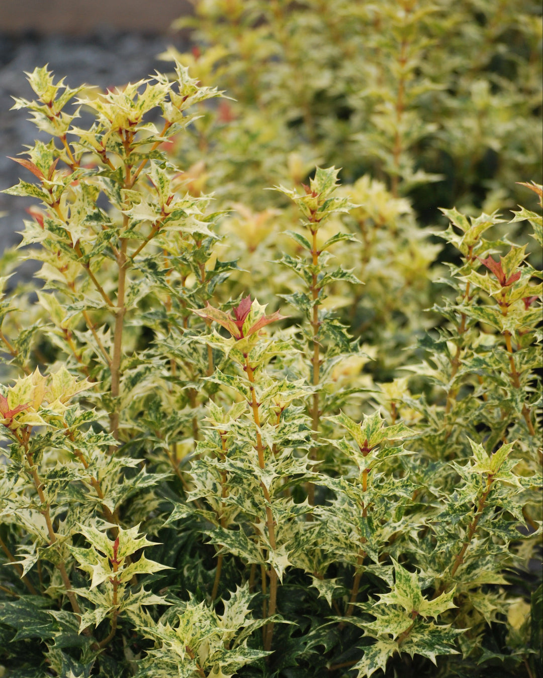 Osmanthus heterophyllus 'Goshiki' (False Holly)