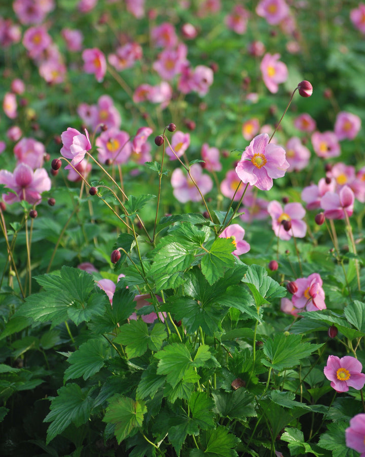 Anemone tomentosa 'Robustissima' (Windflower)