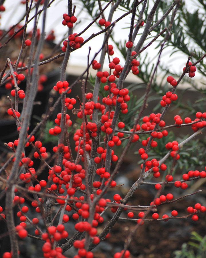 Ilex verticillata 'Winter Red' (Winterberry)