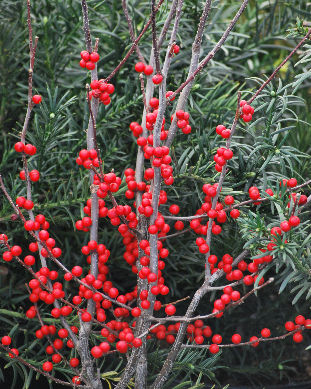 Ilex verticillata 'Winter Red' (Winterberry)