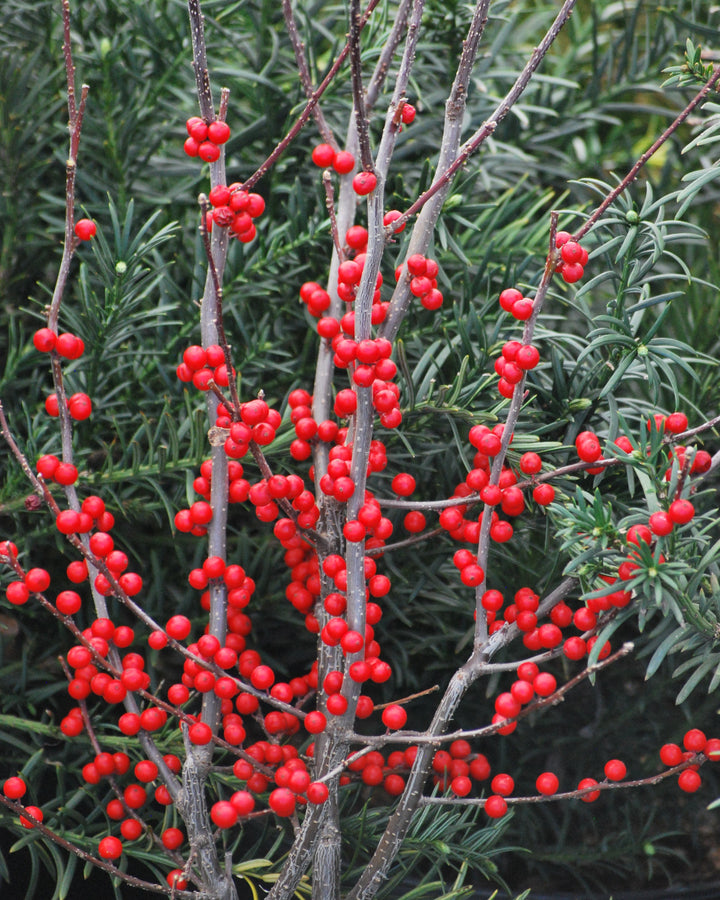 Ilex verticillata 'Winter Red' (Winterberry)
