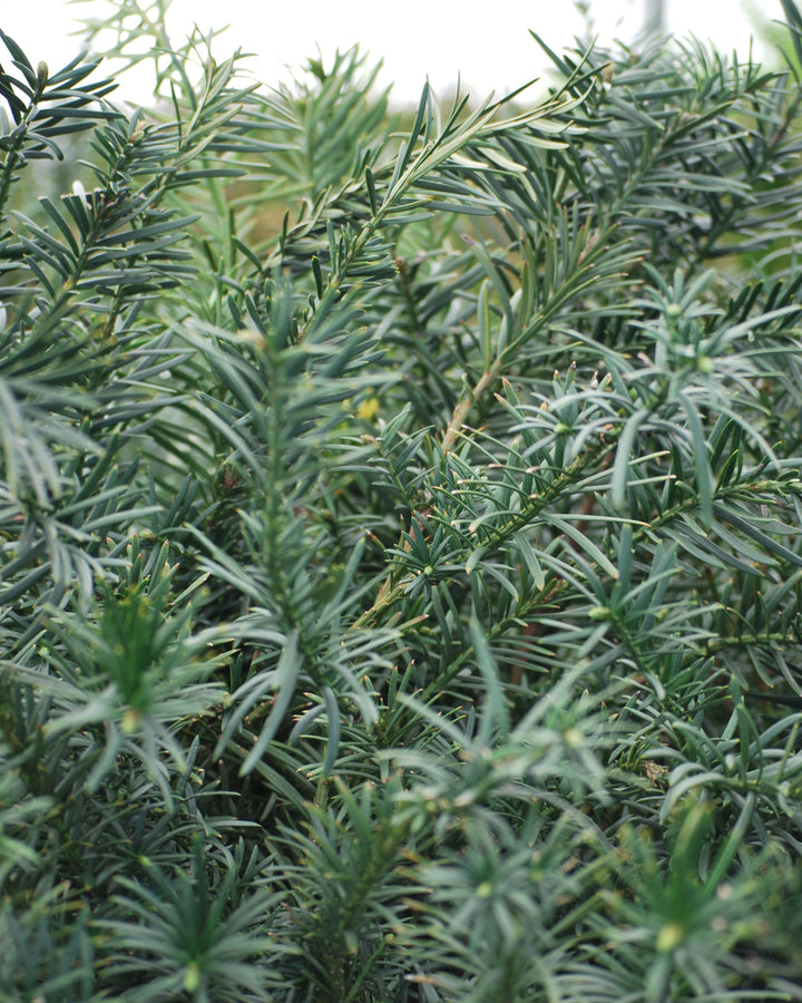 Ilex verticillata 'Winter Red' (Winterberry)