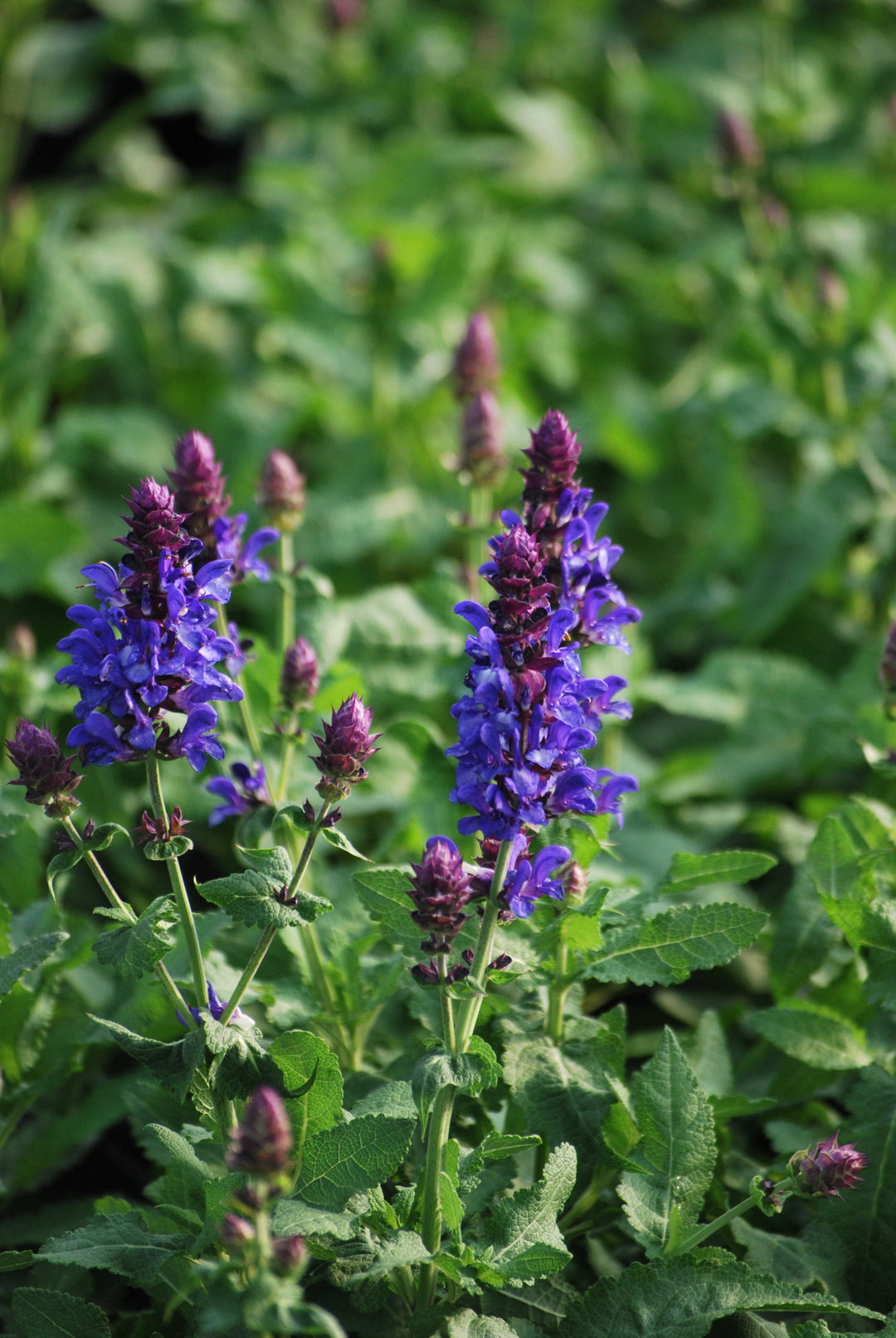 Salvia nemorosa 'Blue Marvel' (Sage)