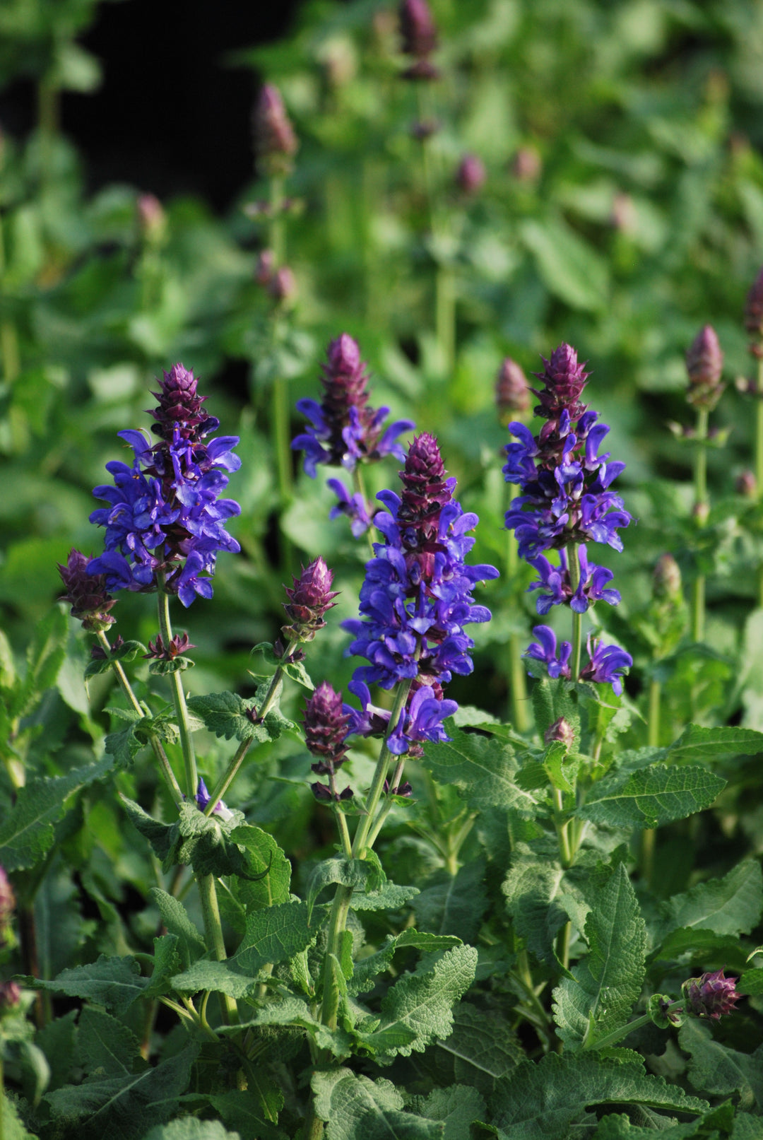 Salvia nemorosa 'Blue Marvel' (Sage)