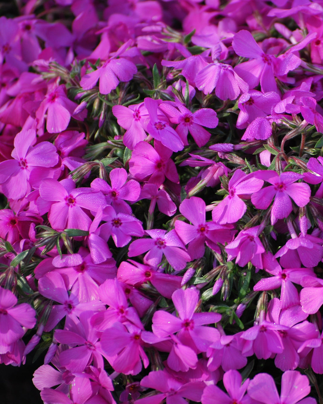 Phlox subulata 'Drummond's Pink' (Moss Pinks)