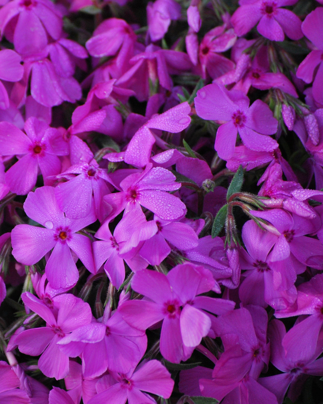 Phlox subulata 'Drummond's Pink' (Moss Pinks)