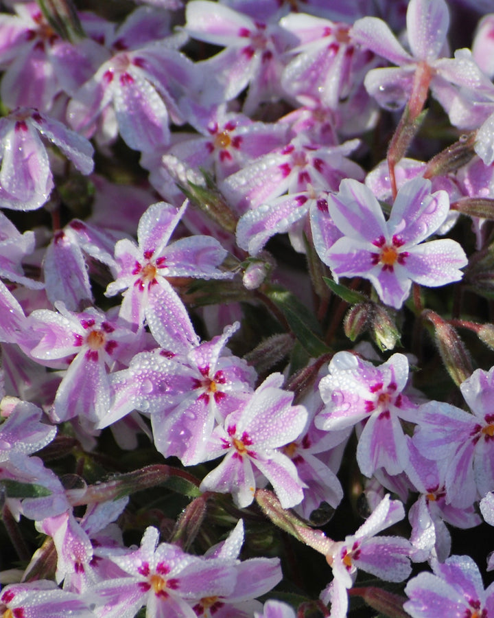 Phlox subulata 'Candy Stripes' (Moss Pinks)