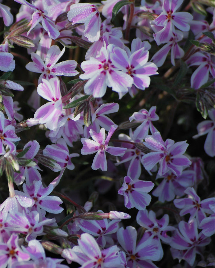 Phlox subulata 'Candy Stripes' (Moss Pinks)