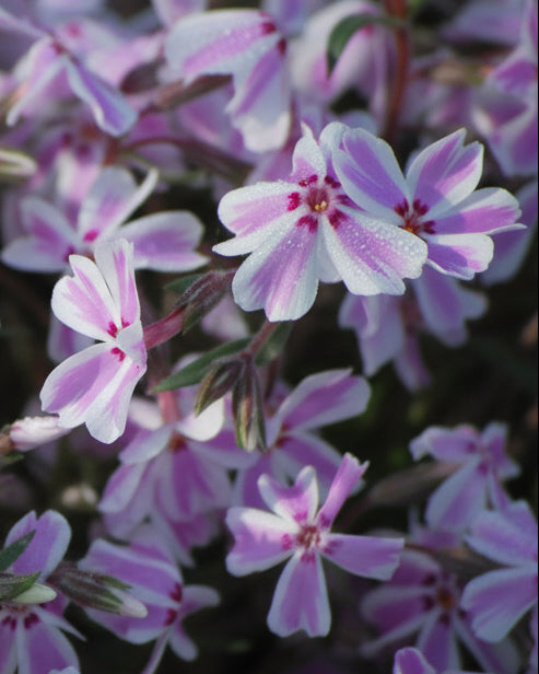 Phlox subulata 'Candy Stripes' (Moss Pinks)